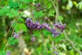 chocolate vine plant
