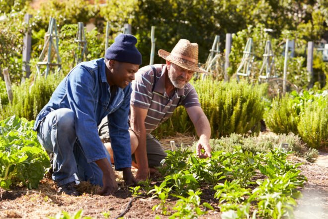 people working in a shared garden