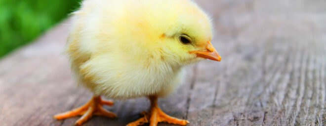 baby chick on wood table