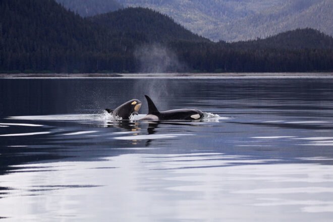 two orca whales surface in water