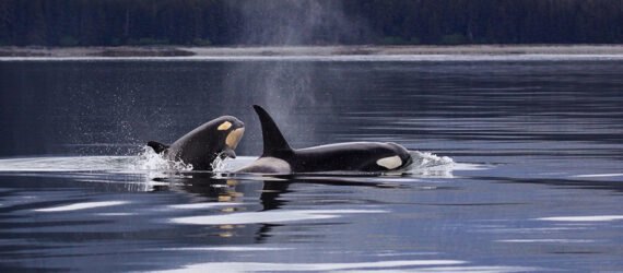 two orca whales surface in water