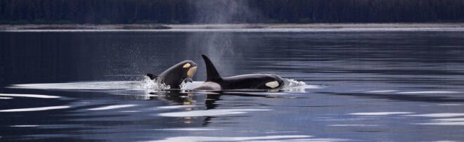 two orca whales surface in water