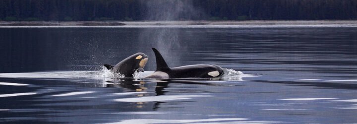 two orca whales surface in water