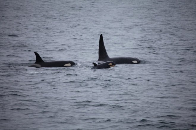 A pod of orcas in the ocean