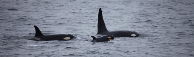 A pod of orcas in the ocean