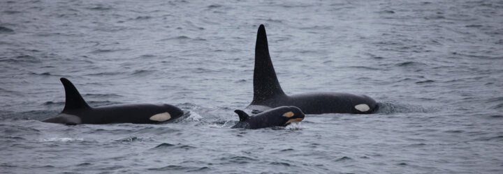 A pod of orcas in the ocean