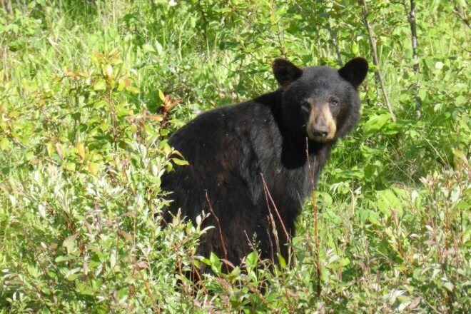 black bear cub in forest