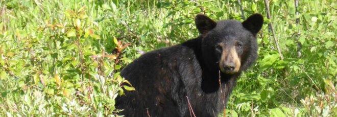 black bear cub in forest