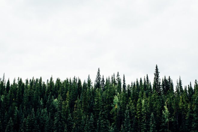 evergreen trees against light gray sky