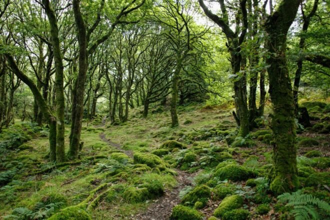 vibrant green trees and moss-covered ground