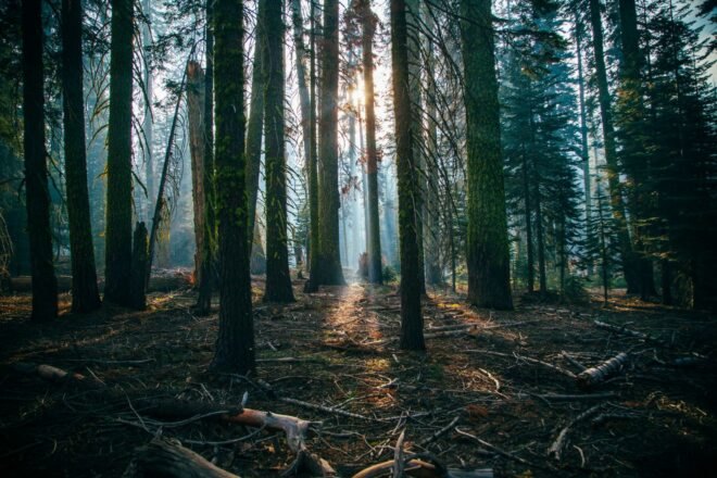low-lit forest with sunlight barely streaming through tall trees