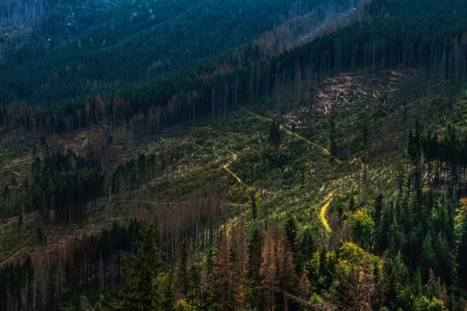 aerial view of forest with parts deforested