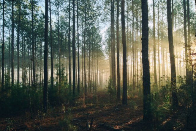 sunlight streaming through rows of trees