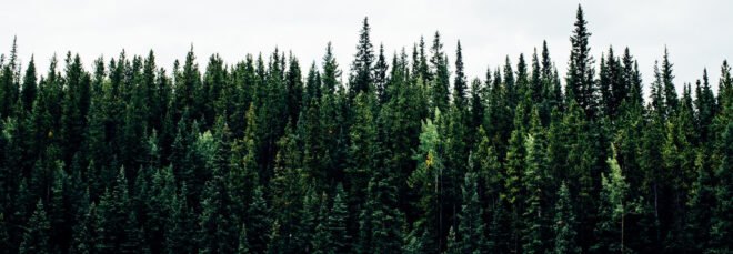 evergreen trees against light gray sky
