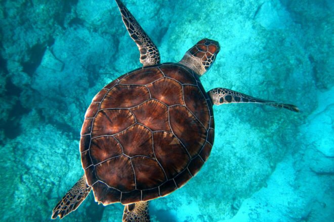 sea turtle swimming in the ocean
