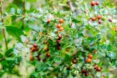 jujube plant