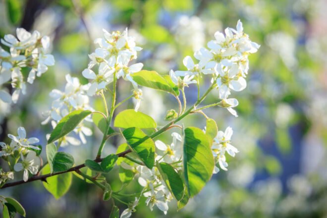 Serviceberry plant