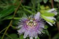 Maypop flower