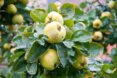 quince plant