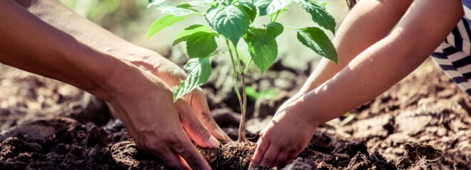 adult and child use their hands to plant a tree in soil