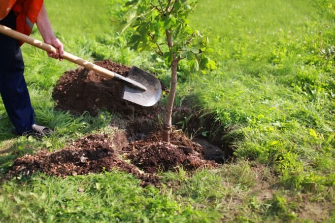 person used shovel to pour soil into planted tree