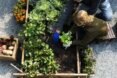 man and child planting plants in garden