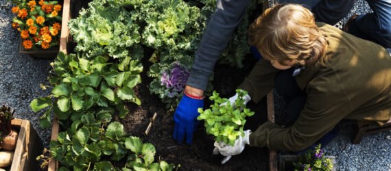 man and child planting plants in garden