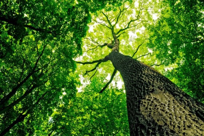 view of tall tree illuminated by sun rays from the ground
