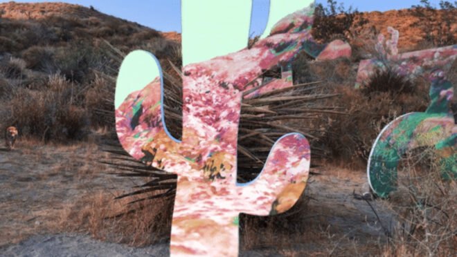 cactus with multiple colors