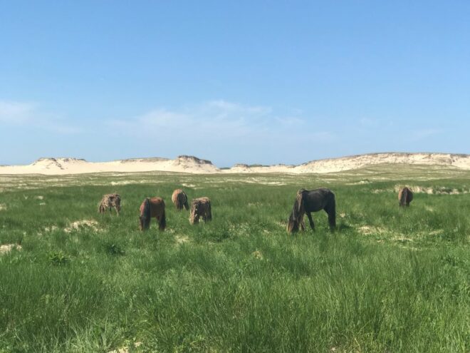island horses grazing