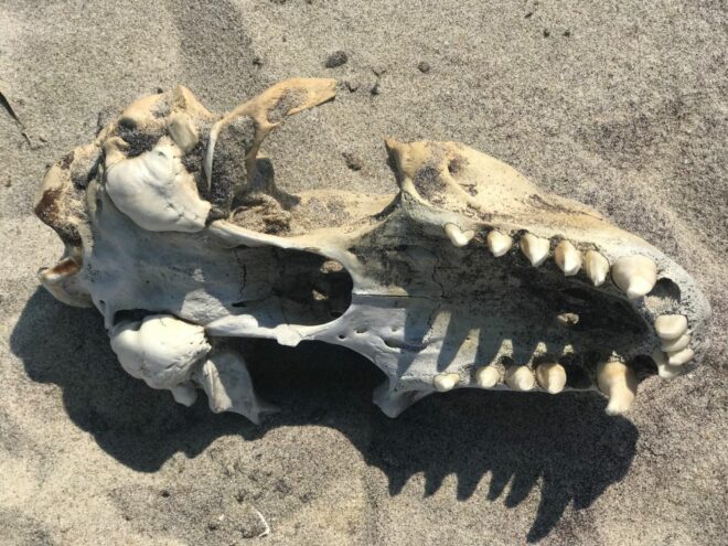 seal skull on a beach