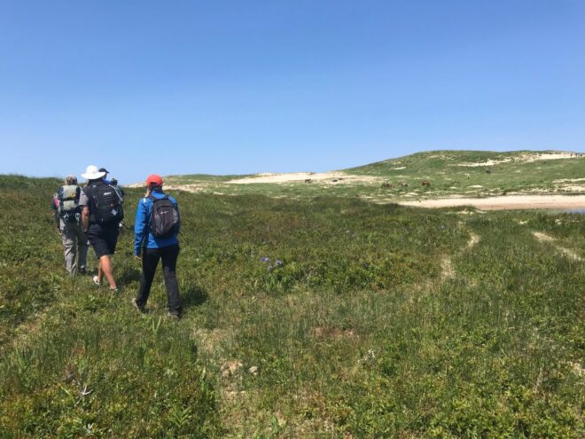 people walking through grassy area
