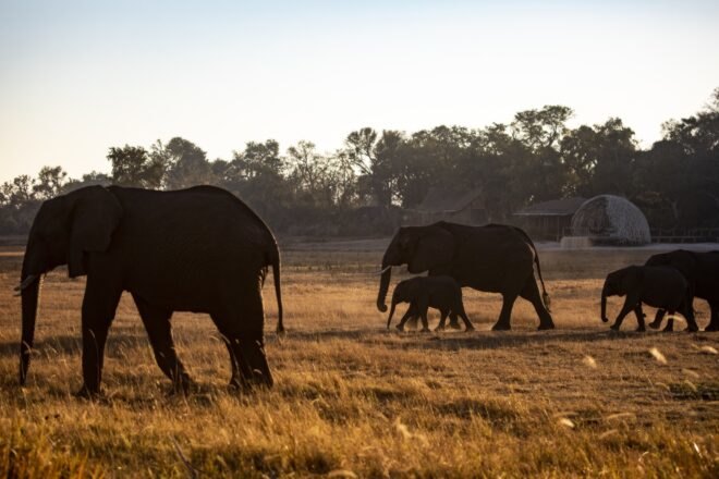elephants roaming grassland area