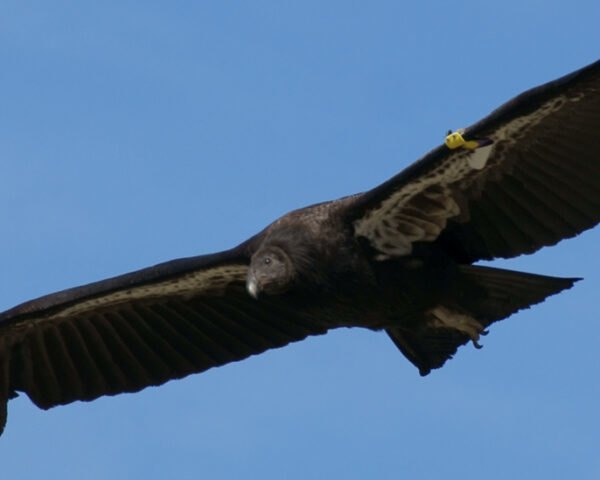 California Condor in flight