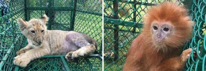 lion cub and primate in green cages