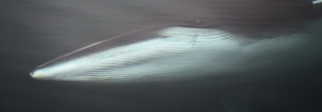 minke whale in the ocean