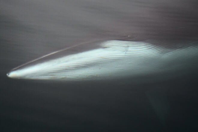 minke whale in the ocean