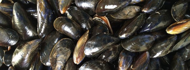 pile of mussels