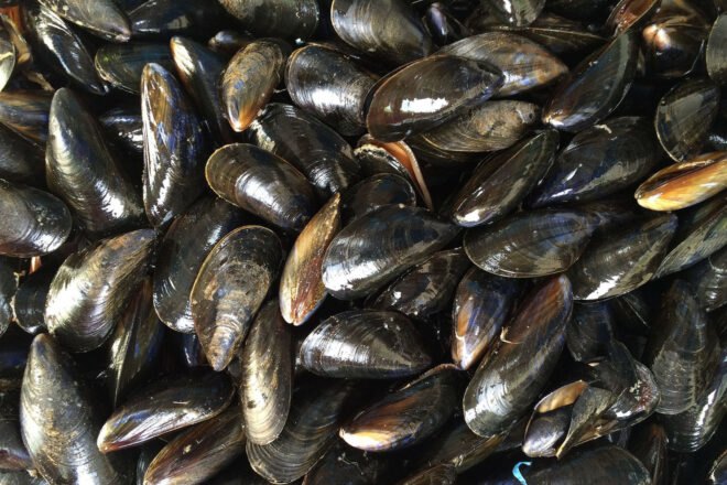 pile of mussels