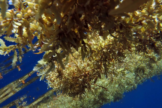 Sargassum in ocean