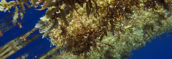 Sargassum in ocean