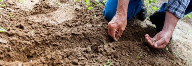 person kneeling down planting seeds in soil