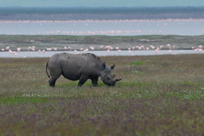 rhino walking in grass in Tanzania