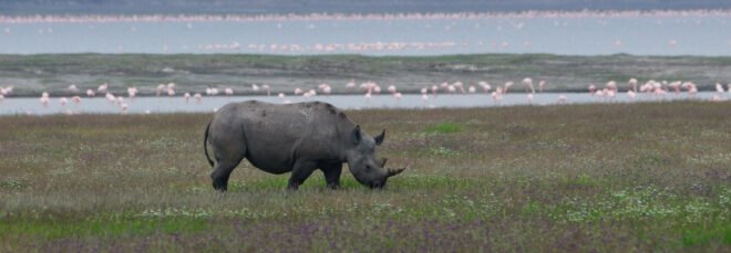 rhino walking in grass in Tanzania