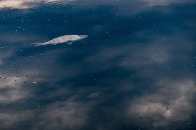 dead fish floating in river