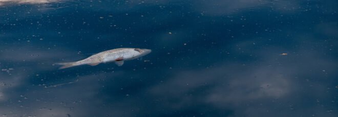 dead fish floating in river