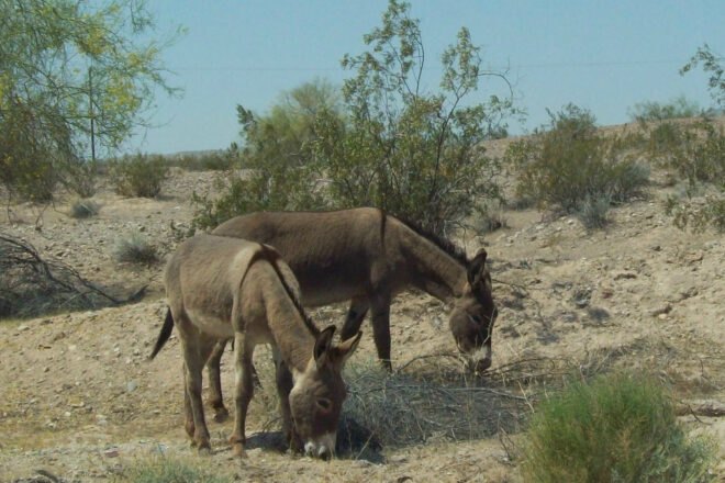 Mojave Desert Burros