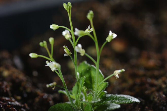 plant in soil