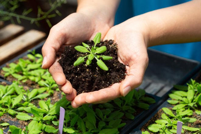 Hand holding soil and plant in heart shaped hands