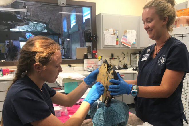 veterinarians hols a sea turtle